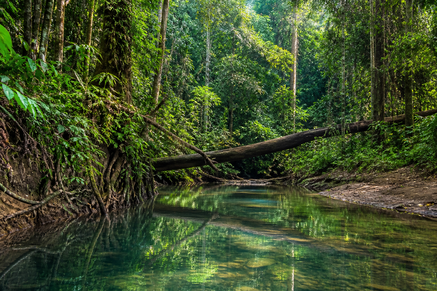 Clear river winding through dense tropical rainforest